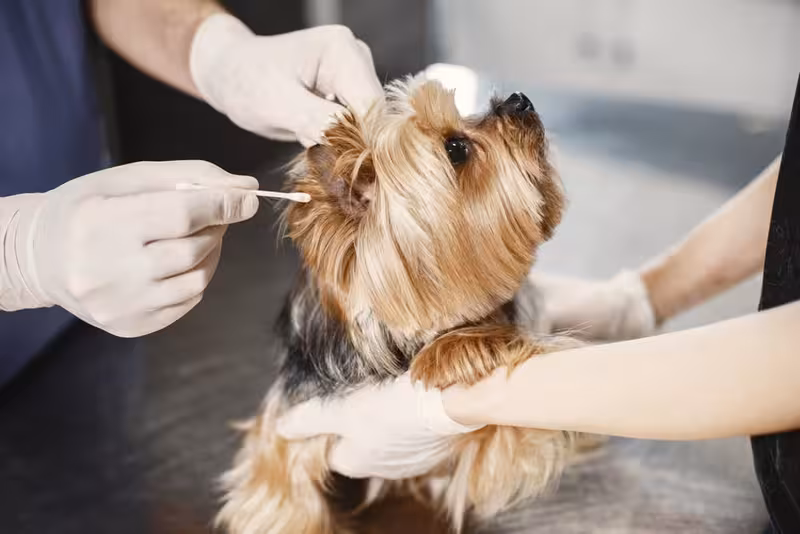 Ear care for Fascinating Facts About Hendon - The Very Best Way To Get To Hendon: Private Microsuction Ear Wax Removal In No...